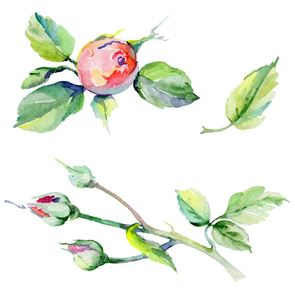 Kır çiçeği rosa çiçek izole bir suluboya tarzında.