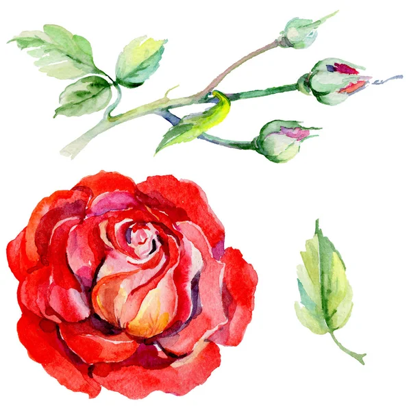 Fleur de rosa sauvage dans un style aquarelle isolé . — Photo