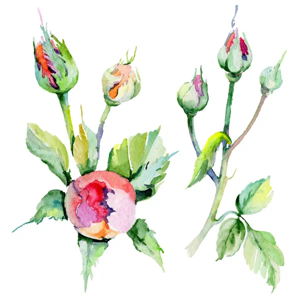 Kır çiçeği rosa çiçek izole bir suluboya tarzında.