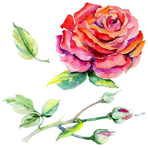 Kır çiçeği rosa çiçek izole bir suluboya tarzında.