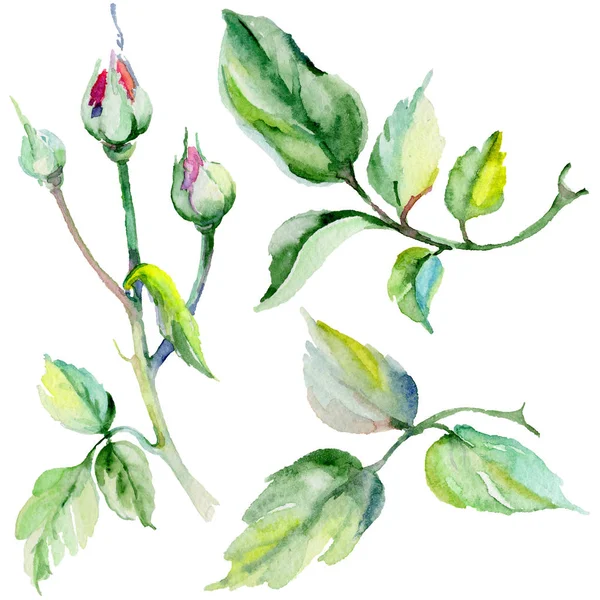 Kır çiçeği rosa çiçek izole bir suluboya tarzında.