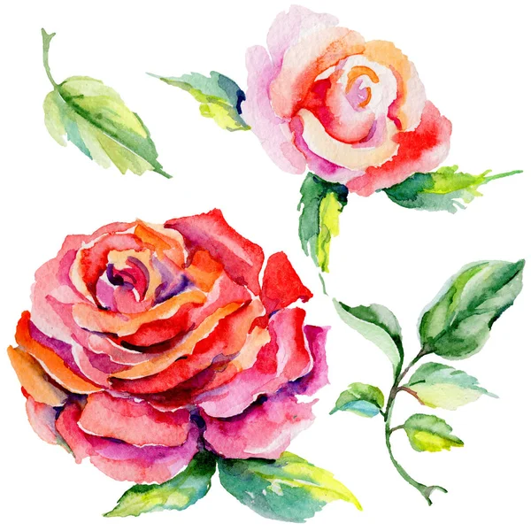 Kır çiçeği rosa çiçek izole bir suluboya tarzında.