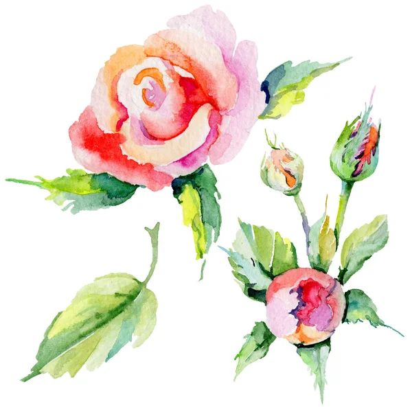 Kır çiçeği rosa çiçek izole bir suluboya tarzında.