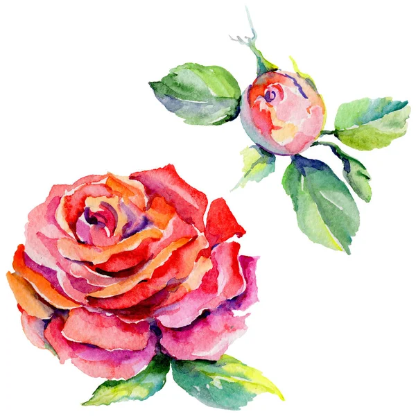 Kır çiçeği rosa çiçek izole bir suluboya tarzında.