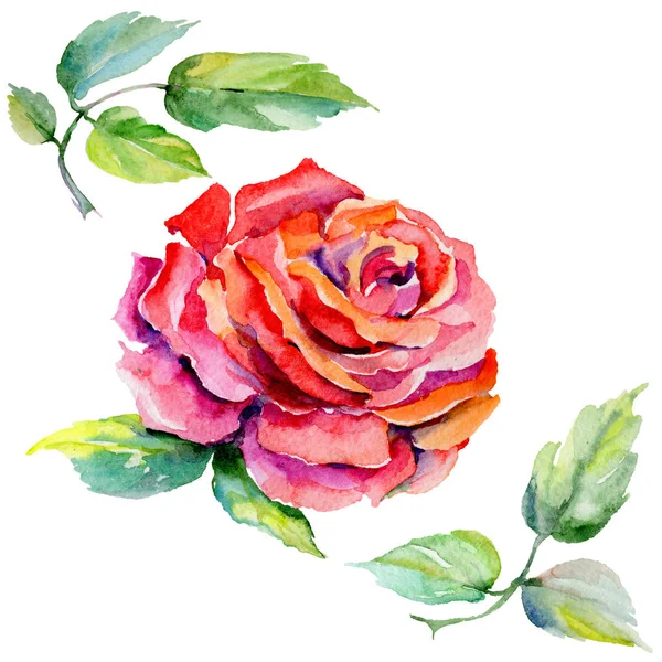Vadvirág rosa virág elszigetelt akvarell stílusú. — Stock Fotó