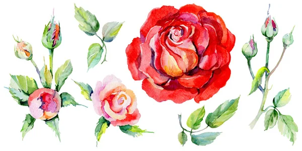 Дика квітка троянди в акварельному стилі ізольовані . — стокове фото