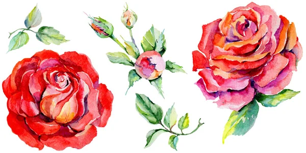 Kır çiçeği rosa çiçek izole bir suluboya tarzında.