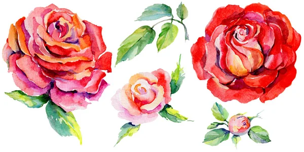 Kır çiçeği rosa çiçek izole bir suluboya tarzında.