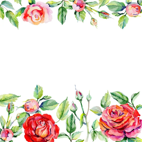 Kır çiçeği rosa çiçek çerçeve suluboya tarzında.