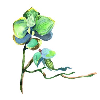 Kır çiçeği orkide çiçek izole bir suluboya tarzında.