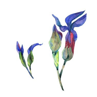 Kır çiçeği Iris çiçek izole bir suluboya tarzında.