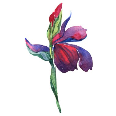 Kır çiçeği Iris çiçek izole bir suluboya tarzında.