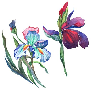 Kır çiçeği Iris çiçek izole bir suluboya tarzında.