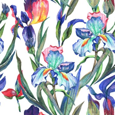 Kır çiçeği Iris çiçek deseni suluboya tarzında.
