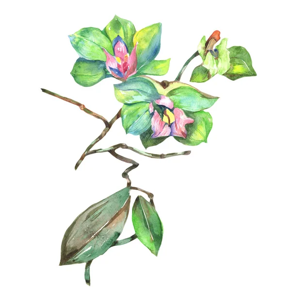 Kır çiçeği orkide çiçek izole bir suluboya tarzında.