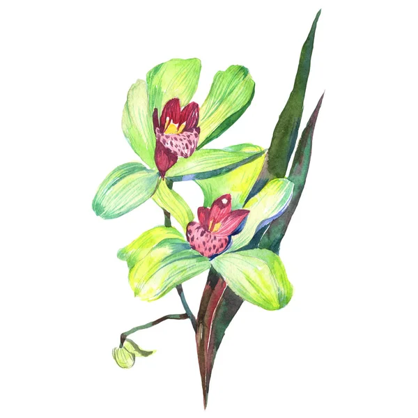 Fleurs d'orchidée sauvage dans un style aquarelle isolé . — Photo