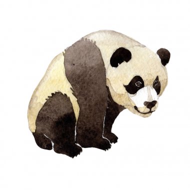 Panda vahşi hayvan izole bir suluboya tarzında.