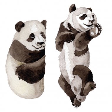 Panda vahşi hayvan izole bir suluboya tarzında.