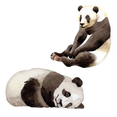 Panda vahşi hayvan izole bir suluboya tarzında.