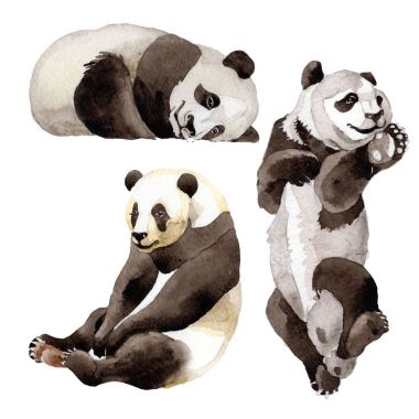 Panda vahşi hayvan izole bir suluboya tarzında.