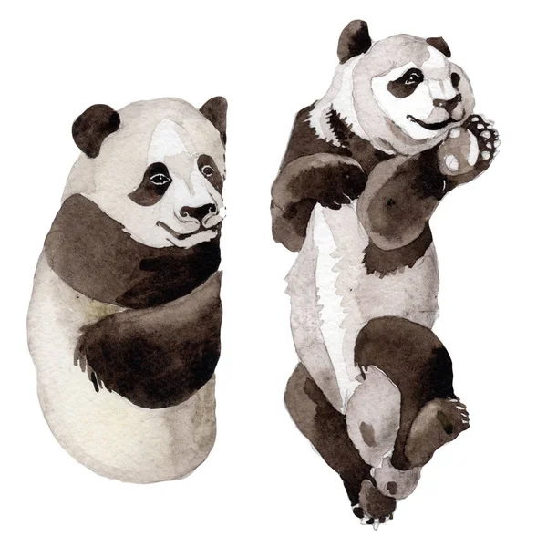 Panda vahşi hayvan izole bir suluboya tarzında.