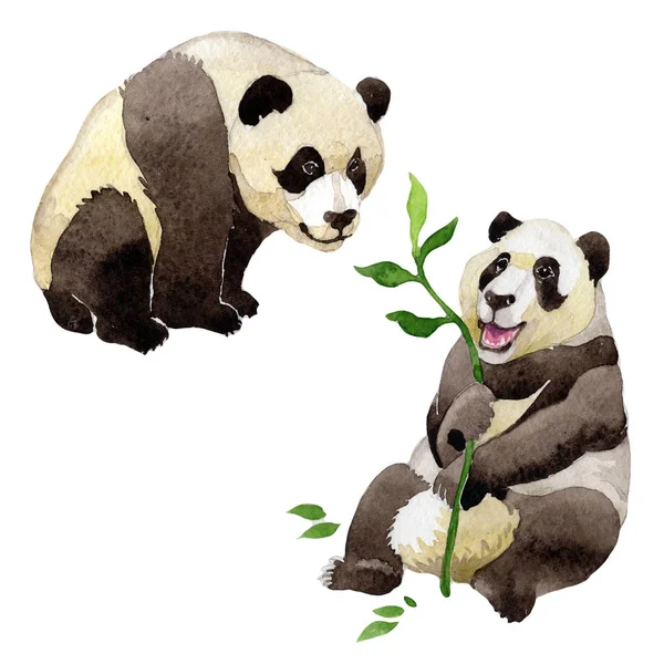 Panda vahşi hayvan izole bir suluboya tarzında.