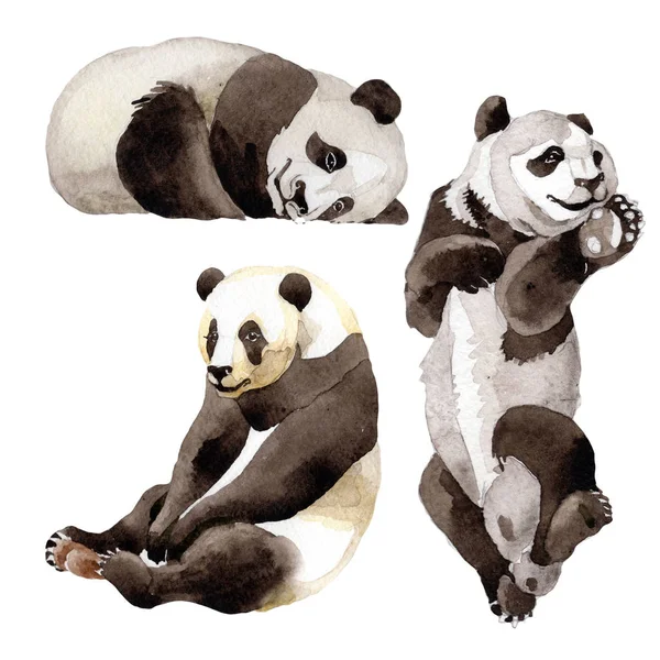 Panda animal salvaje en un estilo acuarela aislado . —  Fotos de Stock