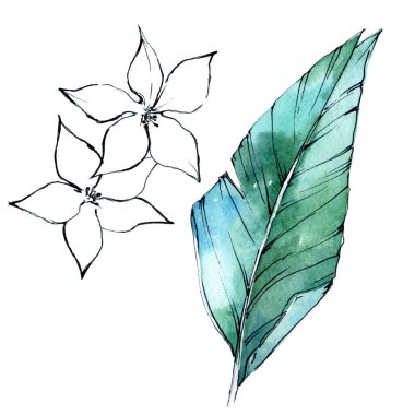 Bir suluboya tarzında izole tropikal bitki.