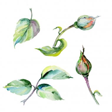 Kır çiçeği gül çiçek izole bir suluboya tarzında.