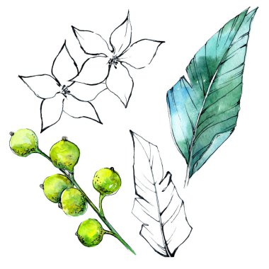 Bir suluboya tarzında izole tropikal bitki.