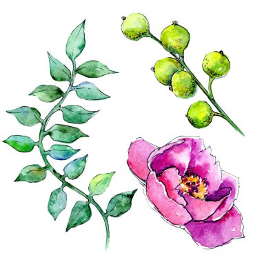 Bir suluboya tarzında izole tropikal bitki.