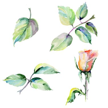 Kır çiçeği gül çiçek izole bir suluboya tarzında.