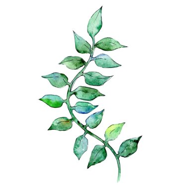 Bir suluboya tarzında izole tropikal bitki.