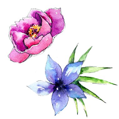 Bir suluboya tarzında izole tropikal bitki.