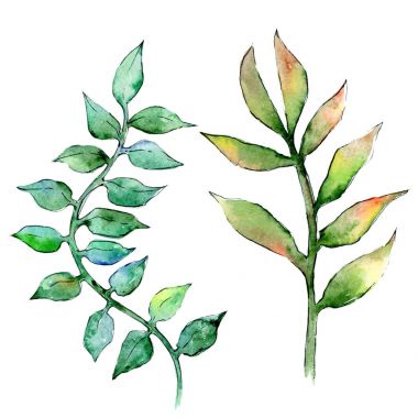 Bir suluboya tarzında izole tropikal bitki.