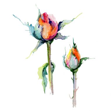 Kır çiçeği gül çiçek izole bir suluboya tarzında.