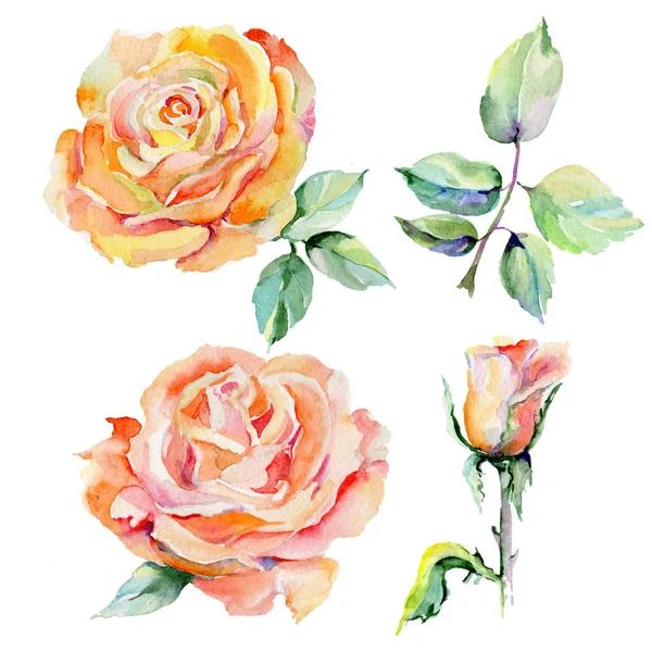 Kır çiçeği gül çiçek izole bir suluboya tarzında.