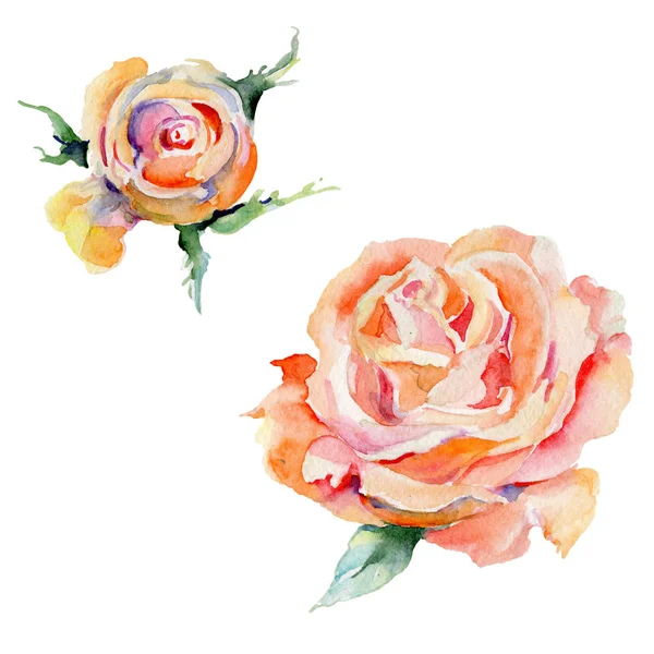 野花玫瑰一朵在孤立的水彩风格. — 图库照片