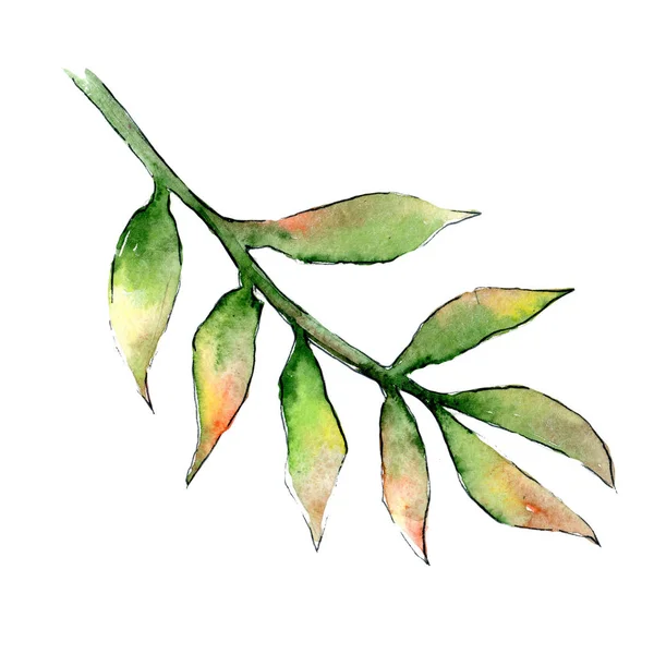 Tropiska växter i akvarell stil isolerade. — Stockfoto