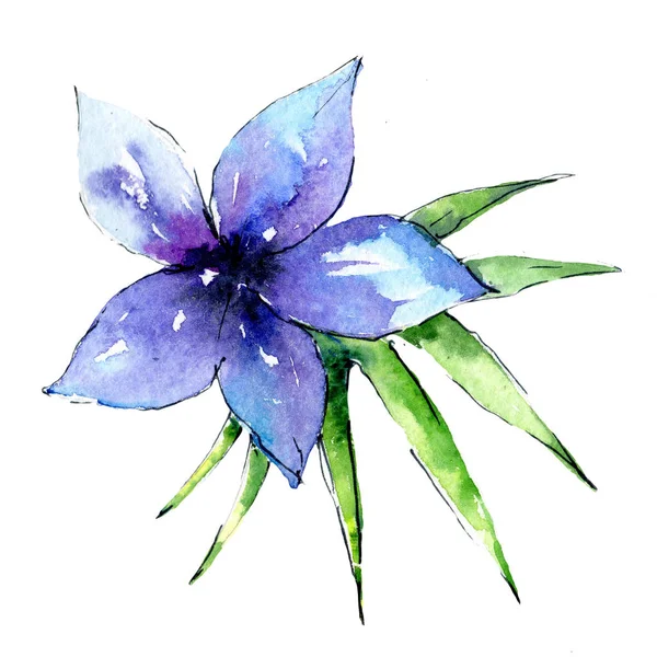 Bir suluboya tarzında izole tropikal bitki.