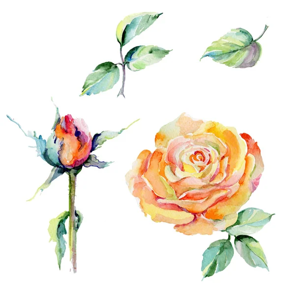 Kır çiçeği gül çiçek izole bir suluboya tarzında.