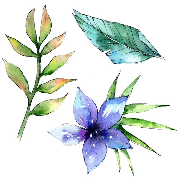 Bir suluboya tarzında izole tropikal bitki.