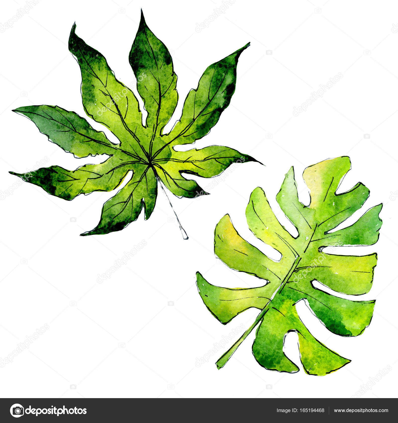 熱帯のハワイ水彩画分離の植物を葉します ストック写真 C Mystocks 熱帯のハワイ水彩画分離の植物を葉します ストック写真 C Mystocks