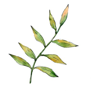 Tropikal Hawaii bitki izole bir suluboya tarzında bırakır..