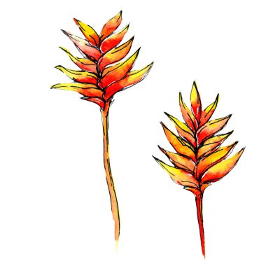 Tropikal Hawaii bitki izole bir suluboya tarzında bırakır..