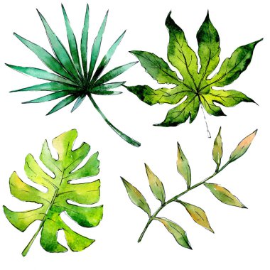 Tropikal Hawaii bitki izole bir suluboya tarzında bırakır..