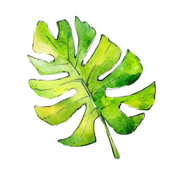 Tropical Hawaii leaves plants  in a watercolor style isolated. — Stock Photo, Image