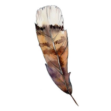 Suluboya kuş tüyü izole kanat üzerinden.