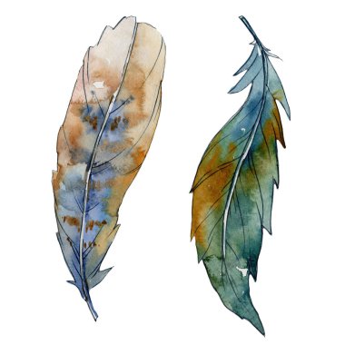 Suluboya kuş tüyü izole kanat üzerinden.