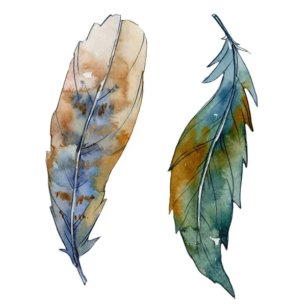 Suluboya kuş tüyü izole kanat üzerinden.